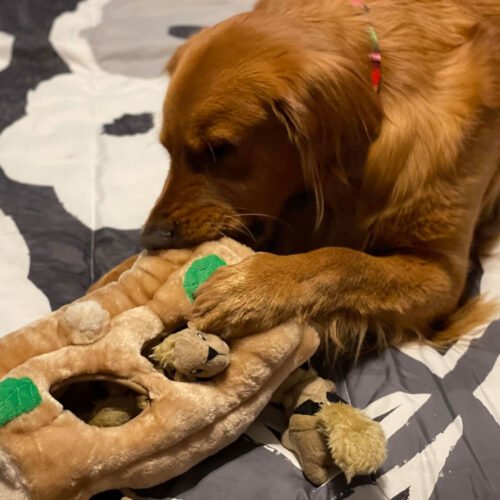 Outward-Hound-Hide-2