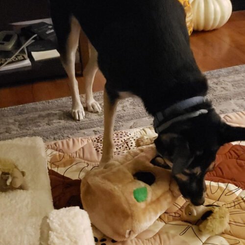 Outward-Hound-Hide